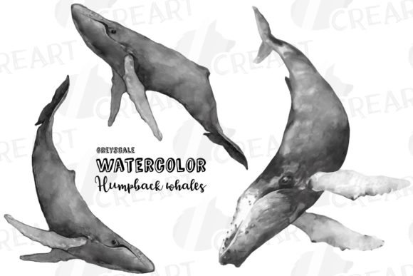 Download Humpback Whale Grayscale Printable Decor - Decor Collection